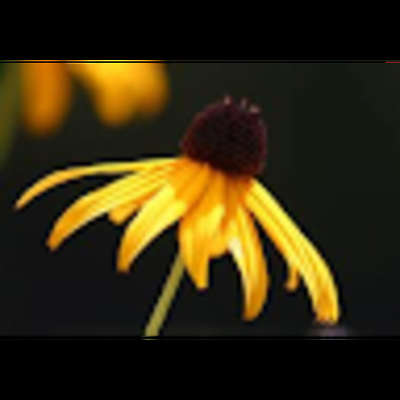 Meet your Posher, Susan - Picture 1 of 1